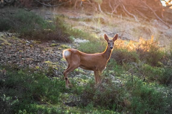 A deer in forest or woods at sunrise